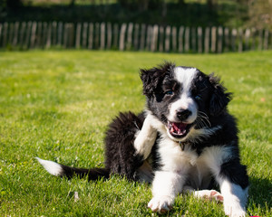 Mon bébé border collie 