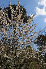 paysage au printemps cerisier en fleurs