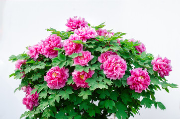 The blooming peony on the white background