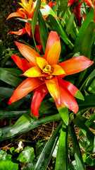 Fototapeta premium Bromelias coloridas en Colombia