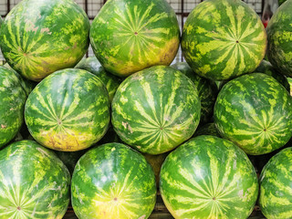Many large sweet green watermelons lying in a row