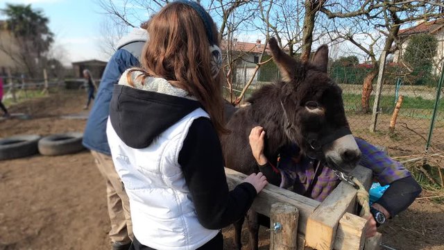 Pet therapy in a farm, teenager caressing a donkey. 4k