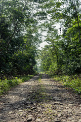 Fototapeta na wymiar Rutas por la selva