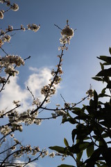 paysage au printemps cerisier en fleurs