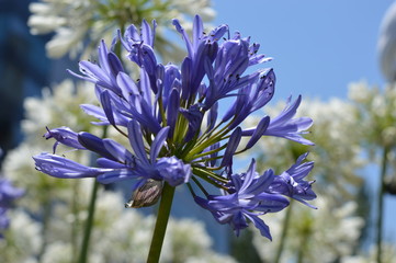 agapanthus africanus or Agapanto in the sunny day