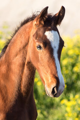 Fototapeta premium portrait of a horse