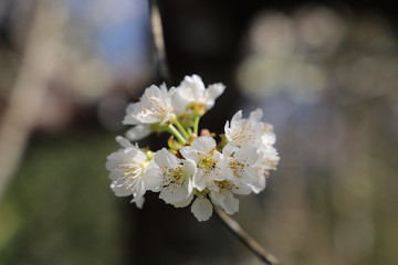 paysage au printemps cerisier en fleurs