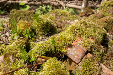 Fototapeta na wymiar Old broken bricks covered in moss, half hidden in the undergrowth . Found in Stanmore Country Park, Middlesex UK.