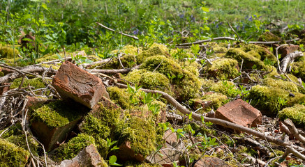 Old broken bricks covered in moss, half hidden in the undergrowth . Found in Stanmore Country Park, Middlesex UK.