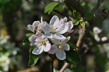 blossoming of apple trees 2