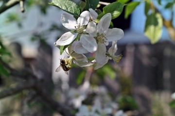 blossoming of apple trees 1