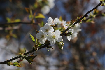 paysage au printemps cerisier en fleurs