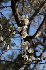 paysage au printemps cerisier en fleurs