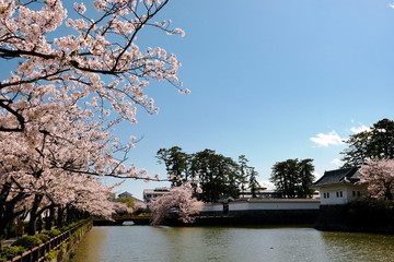 Naklejka premium 桜