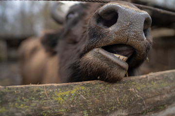 Close up of buffalo's jaw in enclosure. Curious bull in preserve park. © Anton Dios