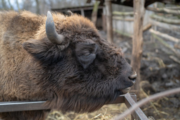 Fototapeta premium Close up of large brown buffalo in enclosure. Horned buffalo in preserve park.