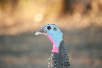 Turkey