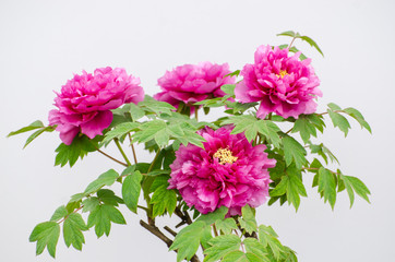 Rich Peony Flowers in Spring