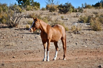 Arabic horse in the field