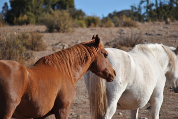 Arabic horse in the field