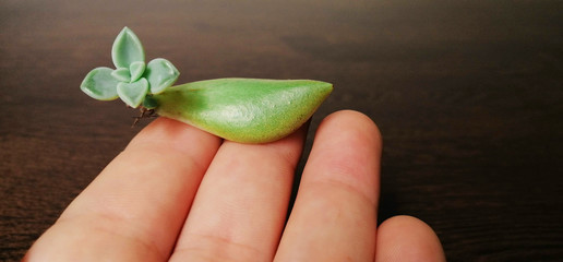 small plant in hand, representing that as long as there is life, there will be hope.
