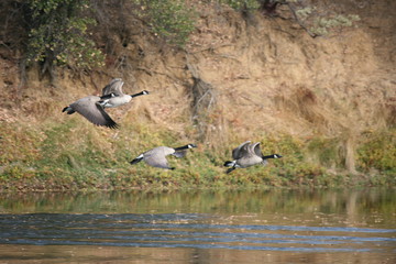The Wild Goose Chase