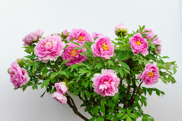 Rich Peony Flowers in Spring