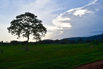Obraz premium African tree in Ethiopia in a field