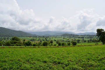 Fototapeta na wymiar African field in Ethiopia, Africa