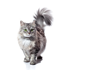 Naklejka na ściany i meble purebred fluffy striped gray cat with green eyes raised tail goes forward, feline animal isolated on a white background with a copy space.