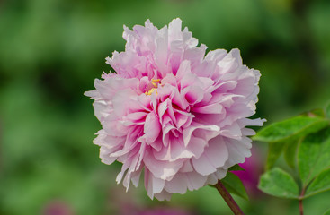 Rich Peony Flowers in Spring
