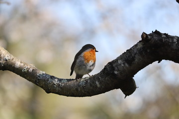 paysage au printemps  oiseau du jardin rouge-gorge 