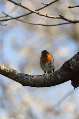 paysage au printemps  oiseau du jardin rouge-gorge 