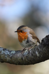 paysage au printemps  oiseau du jardin rouge-gorge 