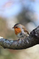 paysage au printemps  oiseau du jardin rouge-gorge 