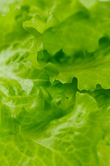 fresh lettuce close up