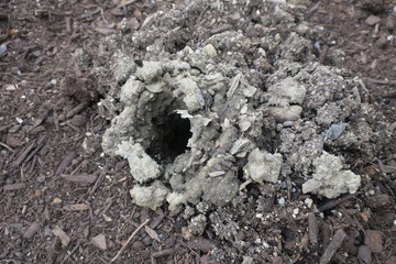 A Crayfish Mud Hole Burrow