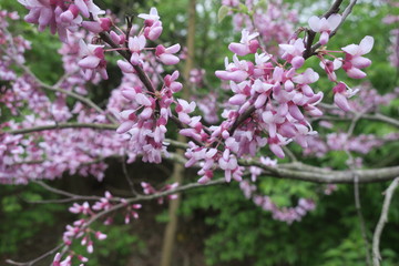 Pink Blossoms On A Tree (Redbud Tree)