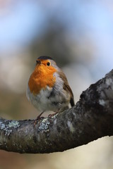 paysage au printemps  oiseau du jardin rouge-gorge 