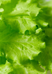 fresh lettuce close up