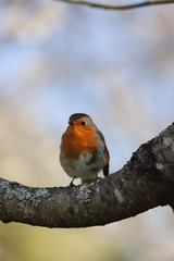 paysage au printemps  oiseau du jardin rouge-gorge 