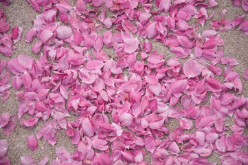 Pink magnolia flower petals  on the ground.