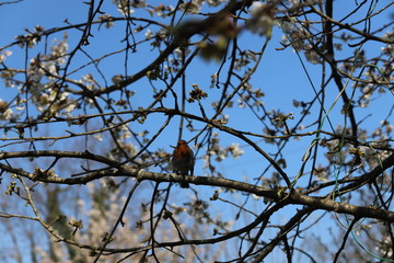 rouge gorge dans cerisier en fleurs