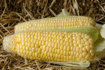 Caryopsis and bracts of corns on straw floor