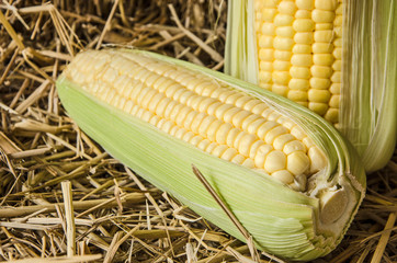 Caryopsis and bracts of fresh corns in light