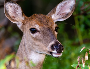 doe gazing at the camera at tifft nature preserve buffalo ny