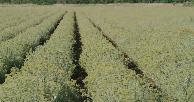 Slowmotion shot on slider of growing a medicinal herbs, Immortelle field near Oklaj in Damatian Zagora, Croatia