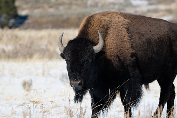 Yellowstone  Bison