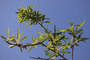 green leaves against blue sky