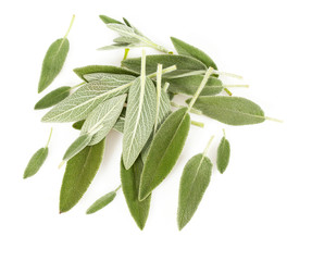 Obraz premium fresh sage isolated on white background